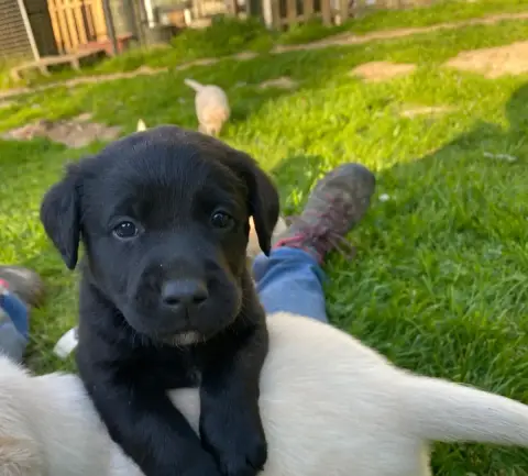Labrador Retriever  Sans Collier B Des Feux D'Or