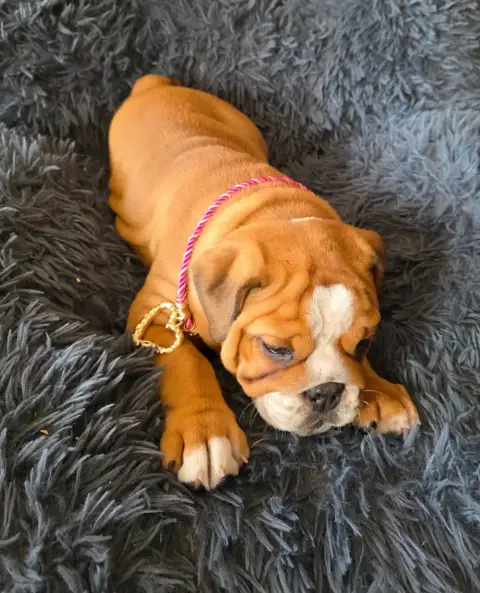 Bulldog Anglais  Betty Au Clos D'Autrefois photo 2