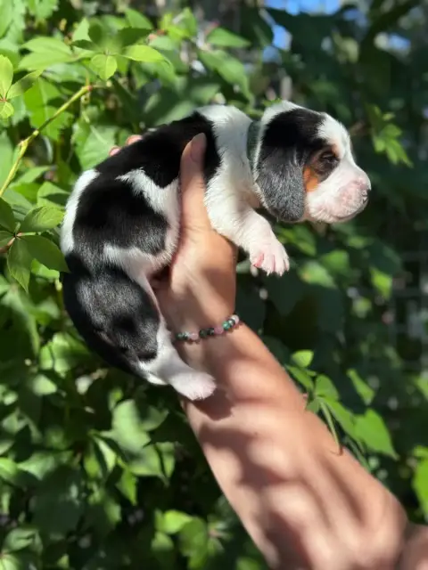 Basset Hound  Barney Collier Bleu Tricolore Du Bercea 710e1 photo 3