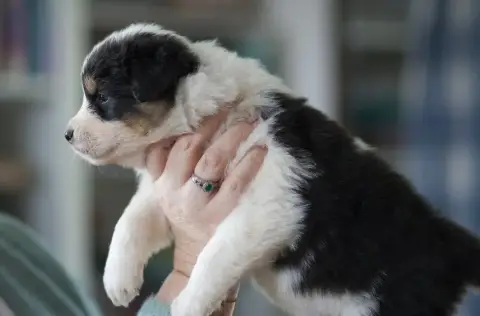 Berger Australien  Chiot 3 Bambou De La Vallée Des Au d53f5 photo 3