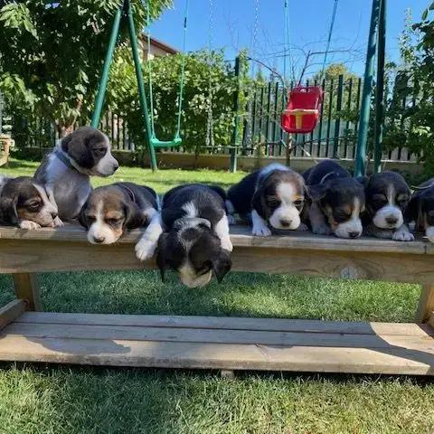 Chiots Beagles Dispo 15/05/26