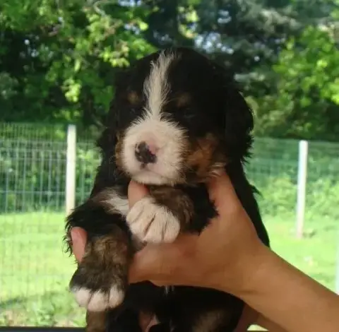 Bouvier Bernois  Chiot 5 Du Royaume Des Reves photo 2
