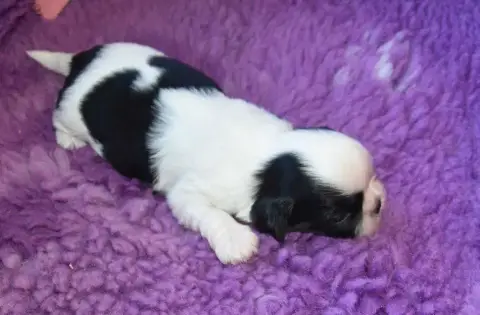 Shih Tzu  Chiot 5 B.............. De La Maison Du Rye 966ea photo 3