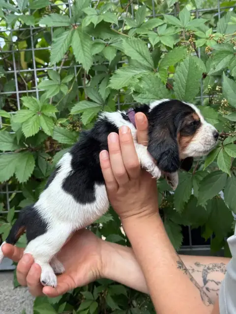 Basset Hound  Baptistine Collier Violet Tricolore Du  e96d6 photo 2