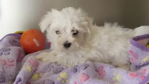 Adopter Bichon Maltais 
                        Chiot N°5 Du  0209f
