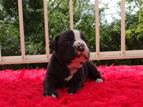 Bulldog Continental  Baudelaire Du Mont De L'Aigle
