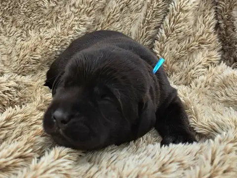 Labrador Retriever  Benny photo 2