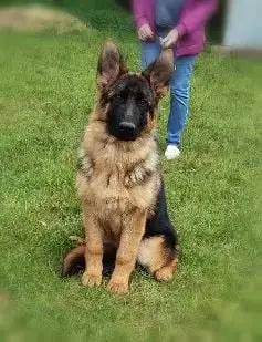 Berger Allemand  Aby 2 Du Val De La Houée photo 2
