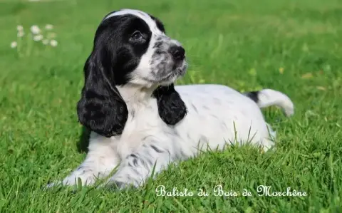 Cocker Spaniel Anglais  Balisto Du Bois De Morchène a2a1a photo 3