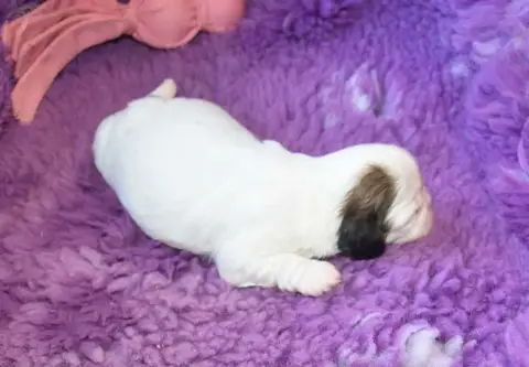 Shih Tzu  Chiot 1 B................ De La Maison Du R 84bc9 photo 3