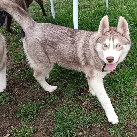 Siberian Husky  Akaï L'Ame Sauvage