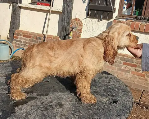American Cocker Spaniel  Arcane Du Trio Des Malous
