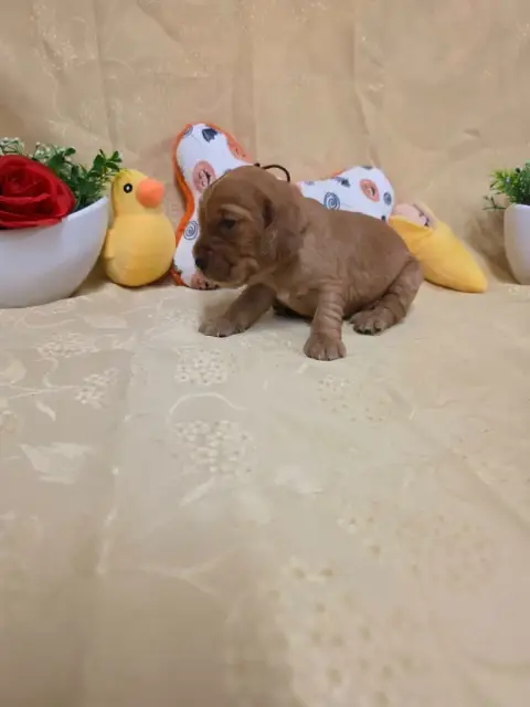 Adopter Cocker Spaniel Anglais 
                        B.... 5747c