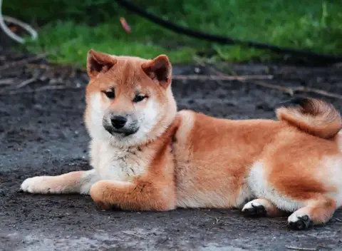 Shiba  Atsuko De La Folle Emprise photo 3