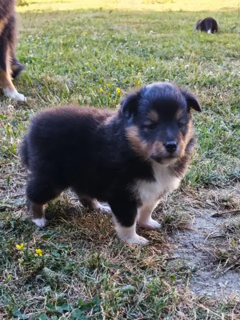 Shetland Sheepdog  Blondie Du Val De Kiwitam