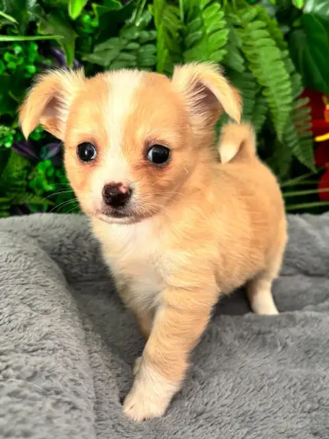 Chihuahua photo 3