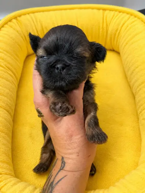 Shih Tzu 
                        B Des Canailles De  6c814