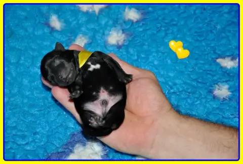 Staffordshire Bull Terrier  B.........