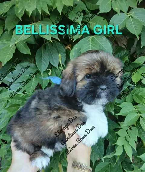 Lhassa Apso  Bellissima Girl Des Gardiens Des Reves S fbf17 photo 2
