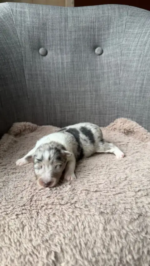 Shetland Sheepdog  Chiot 1 Du Banc Des Hermelles photo 3