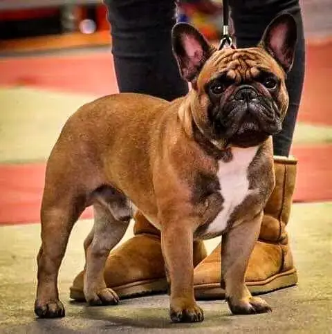 Bouledogue Français  Chiot N°5 Du Domaine De Charroi 0056e