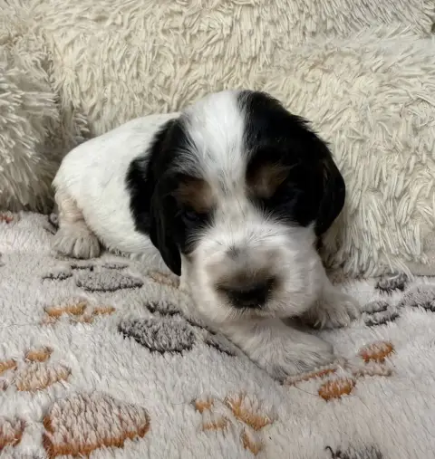 Cocker Spaniel Anglais  Chiot N°5 Des Moulins Etoilés e920e