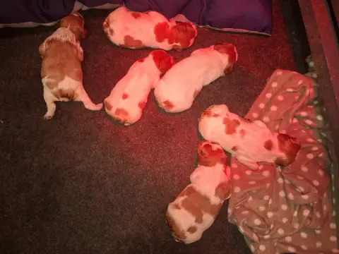 Epagneul Breton  Chiot N°5 Ô Flash Du Kerr Si