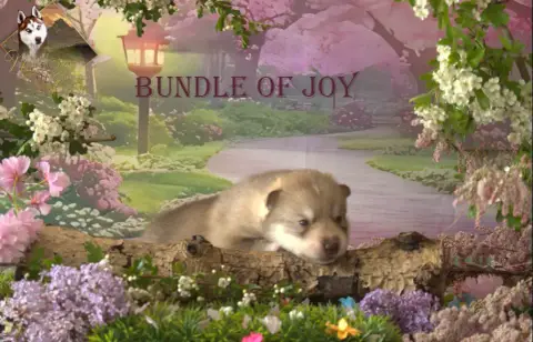 Siberian Husky  Bundle Of Joy De Naya'S Dream Wolf Va 73930
