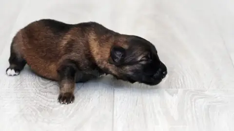 Berger Allemand  Chiot N°8 Au Royaume D'Une Nuit Etoi 82461 photo 2