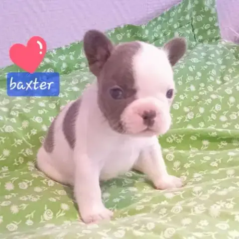 Bouledogue Français Exotique