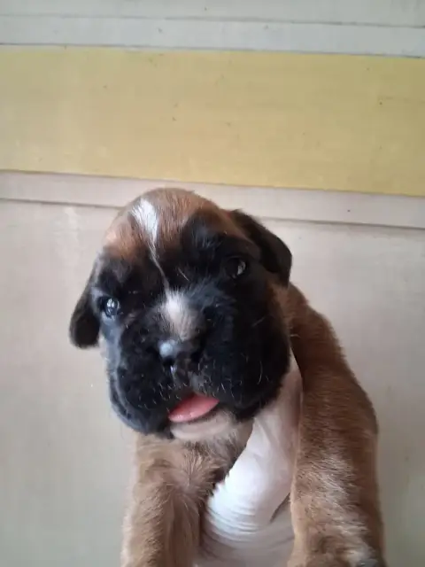 Boxer  Chiot N°3 Des Collines Ardennaise