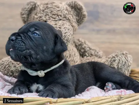 Cane Corso  Collier Beige De La Treizieme Legion photo 2