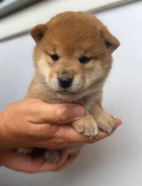 Shiba photo 2