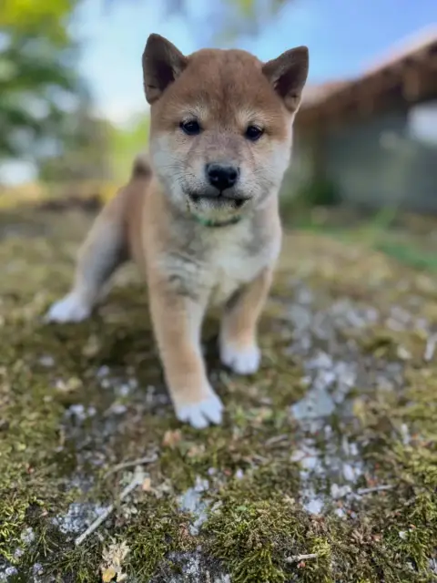 Shiba  Boun -