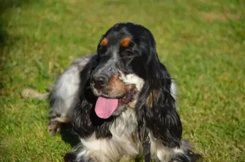 Cocker Spaniel Anglais  Chiot N°2 Zorsky photo 3