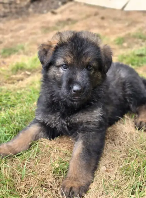 Berger Allemand Poil Long  Bunji De La Forêt D'Aiglca 220a3