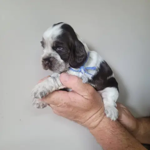 Cocker Spaniel Anglais  Fille Tricolore Du Domaine De 76188