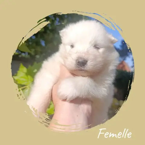 Adopter Samoyède 
                        Chiot 4