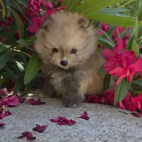 Spitz Nain