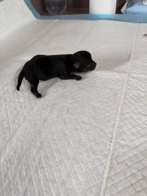 Chihuahua  Chiot N°2 Du Hameau Des Nours