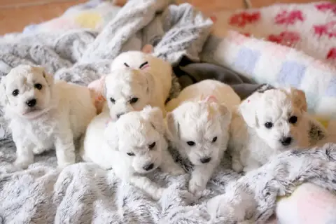 Bichon Frise  Blanche Neige De La Felhotte photo 2