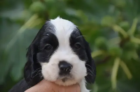 Cocker Spaniel Anglais  Chiot N°5 De La Foret Des Rev a04e3 photo 2