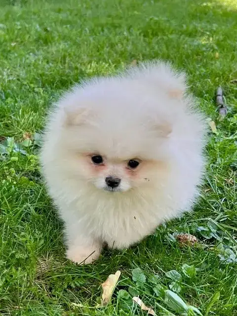 Spitz Allemand  Chiot N°3 photo 2