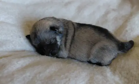 Eurasier  M Bleu Des Brumes D'Enez