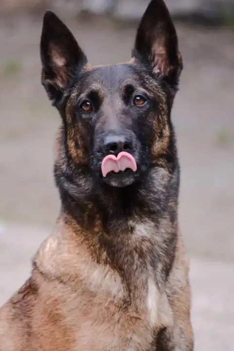 Berger Belge  Chiot 10 Des Gardiens Noir Des Sous Boi 5855a photo 3