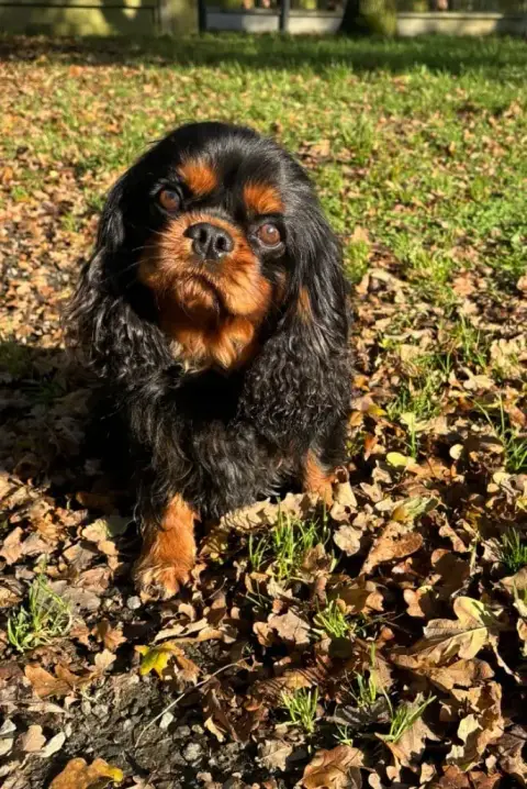 Cavalier King Charles Spaniel  Bijou De La Cour De Mi 6ab6a photo 2