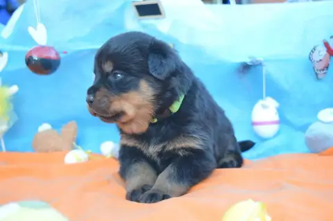 Rottweiler  Collier Vert Clair Des Gardiens De Feu photo 3