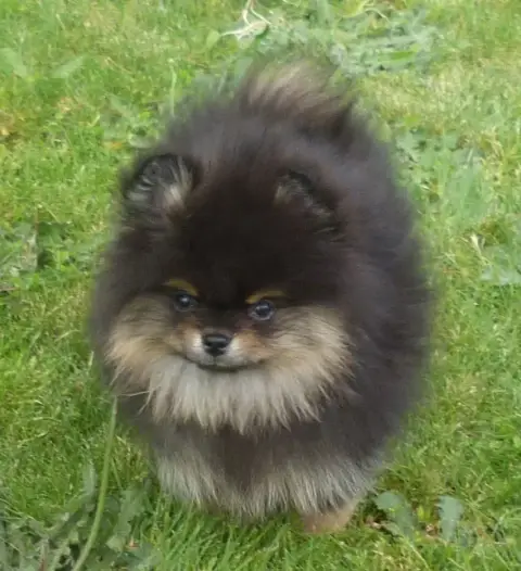Spitz Allemand  Bandit Des Petits Ecureuils