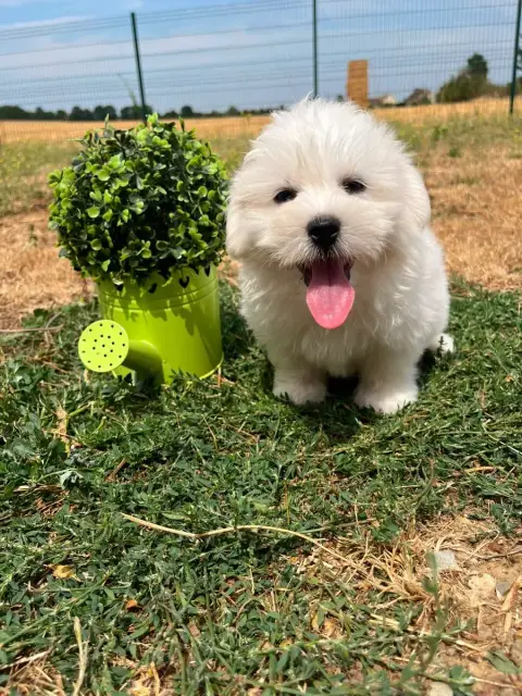 Coton De Tulear 
                        Basilio De J b1513 photo 3