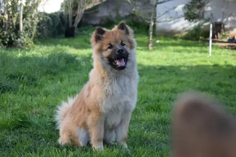 Eurasier  Achille